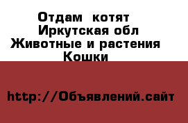 Отдам  котят  - Иркутская обл. Животные и растения » Кошки   